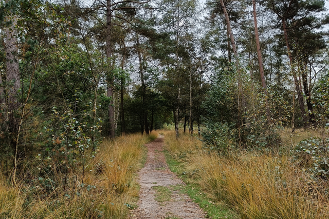 Wandelroute Ginkelse Heide Schaapskooiroute En Airborne Monument Route En Landschap