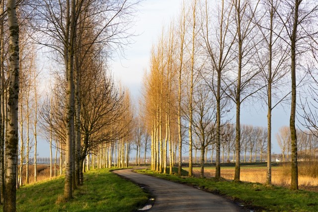 In Het Spoor Van Reynaert De Vos Reynaert De Vos In Een Notendop