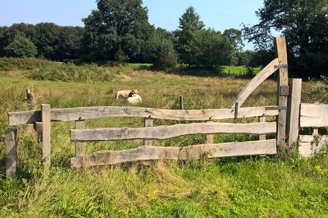 Rutbeek | Buurserzand