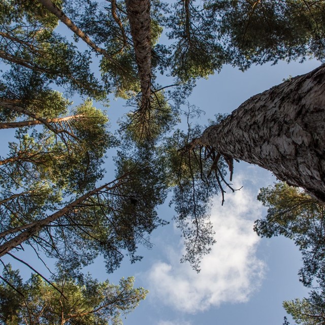 Nu in Magazine Wandel.nl: Dirk de Wachter over het goede leven; bomen van onderaf gezien