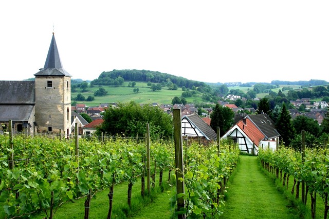 afbeelding van een groene wijngaard in Berg en Terblijt.
