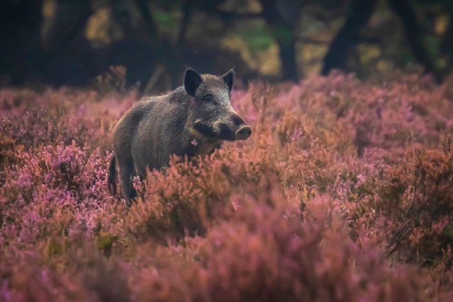 afbeelding van een wild zwijn tussen de heide.