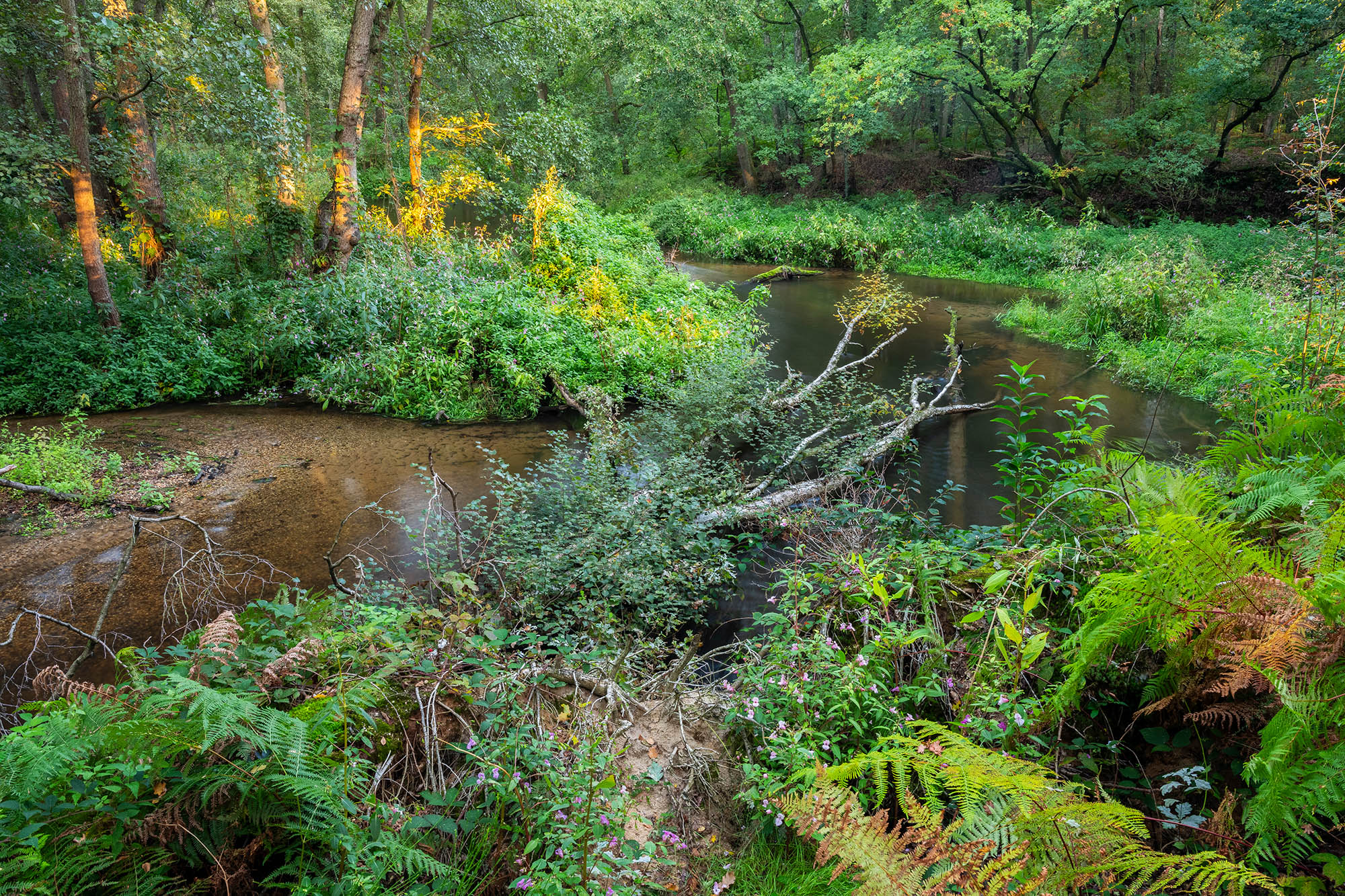 Bosrijke omgeving met water