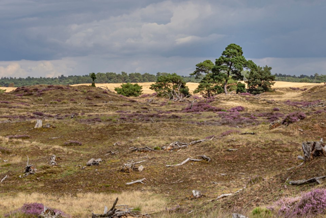 Wandelen Hoge Veluwe 5X De Mooiste Wandelroutes Otterlose Zand