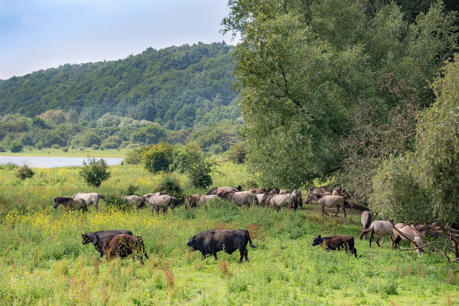 In de Veluwe-Rand zijn wandelaars te gast bij de dieren