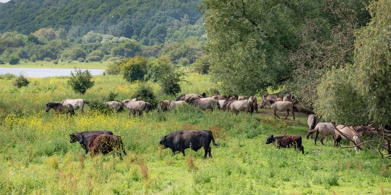 In de Veluwe-Rand zijn wandelaars te gast bij de dieren