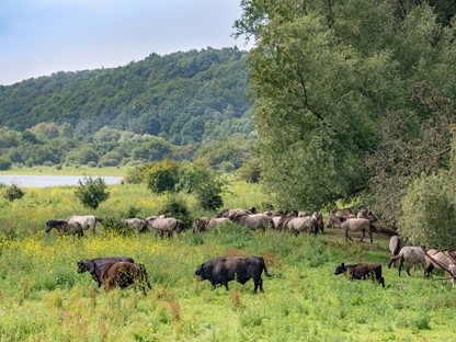 In de Veluwe-Rand zijn wandelaars te gast bij de dieren
