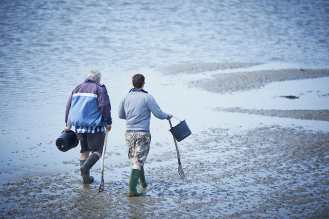 Pieren steken op het wad