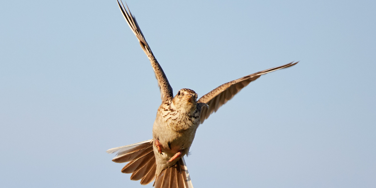 Boswachterspad Zuid Holland Berkheide Boomleeuwerik