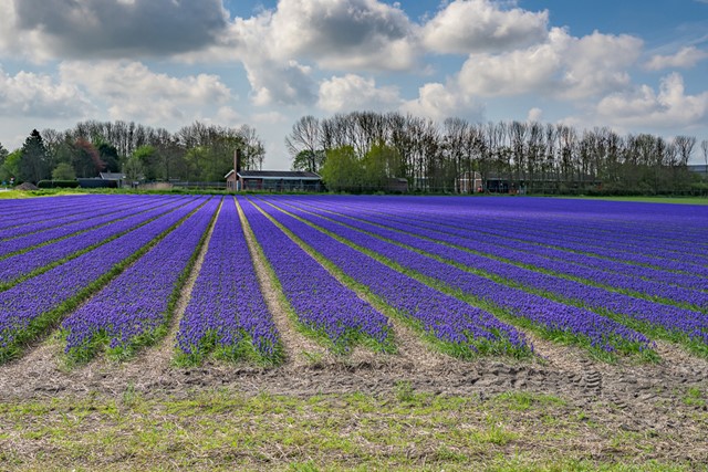 afbeeldingen van paarse bloemen