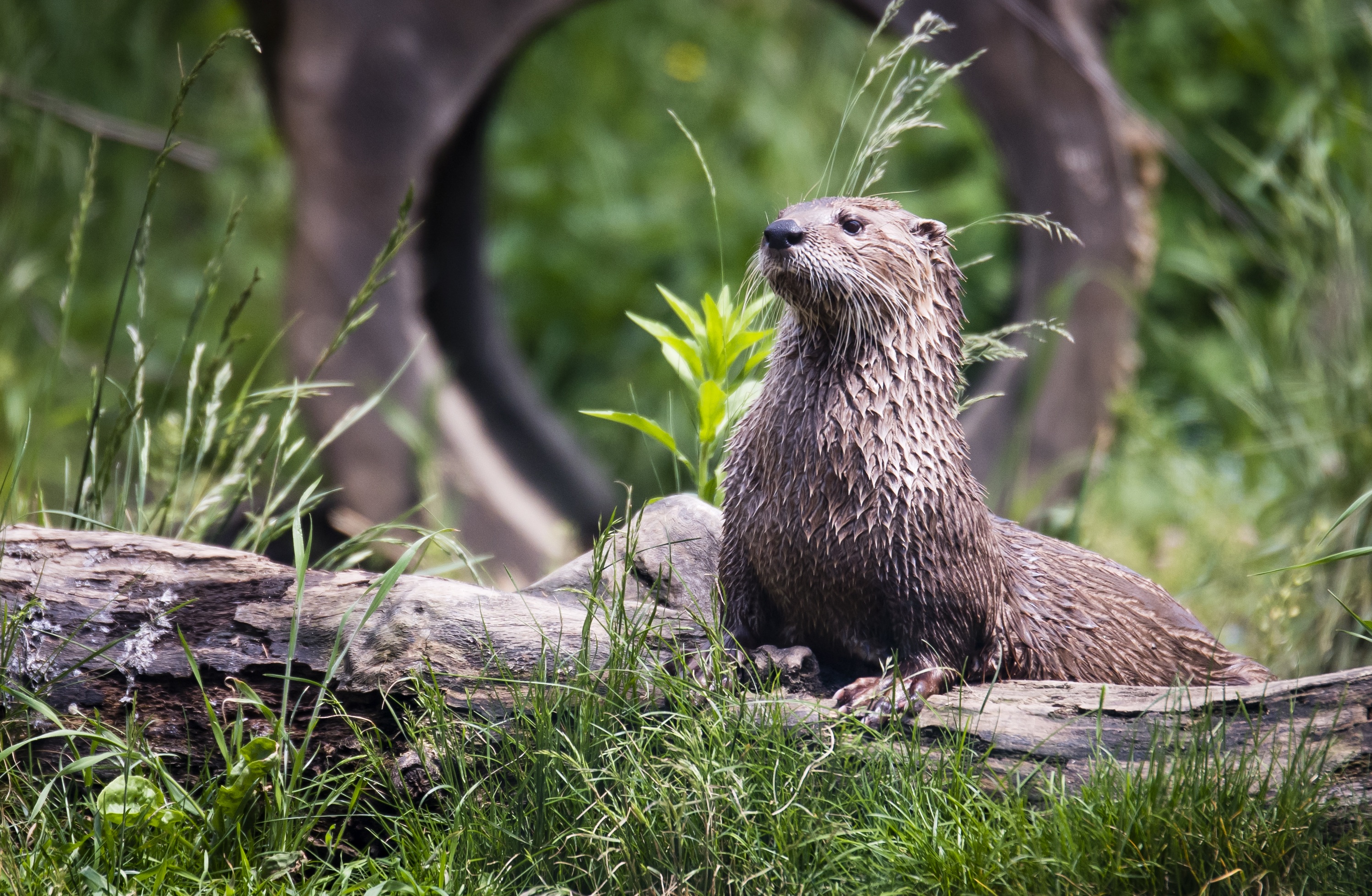 Header | Wandelen langs wateren met otters
