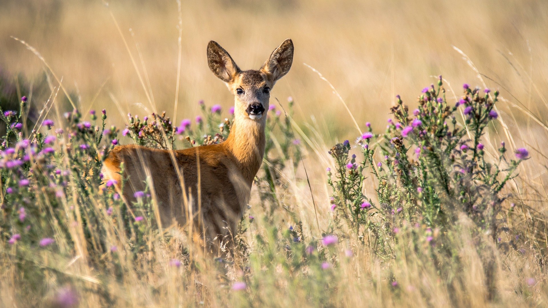 Ree in de Waterleidingduinen