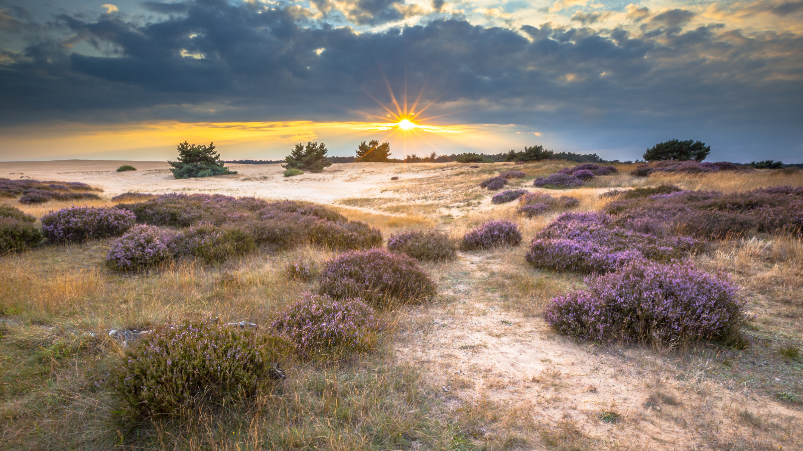 Wandelroutes Op De Veluwe 5 Tips