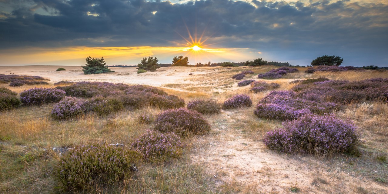 Wandelroutes Op De Veluwe 5 Tips