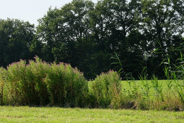 een groen natuurlandschap met gras, struiken en bomen.