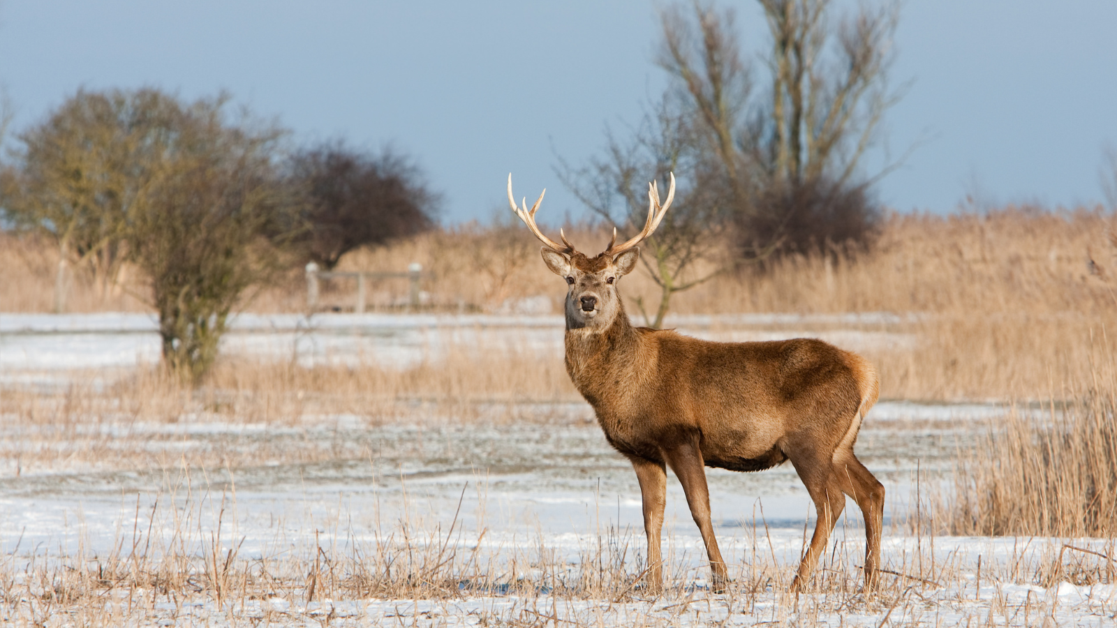 Wandelroute Oostvaardersplassen Wandel Door Nieuw Land