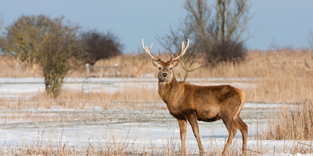 Wandelroute Oostvaardersplassen Wandel Door Nieuw Land