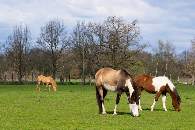 Wandelroute De Kampina Huisvennenroute Wilde Grazers
