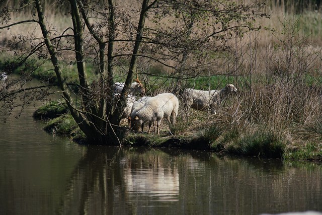 Afbeelding 2 | Wandelroutes bij steden: Leiden