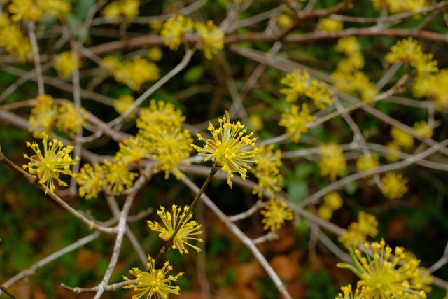 afbeelding van de gele bloempjes van toverhazelaar.