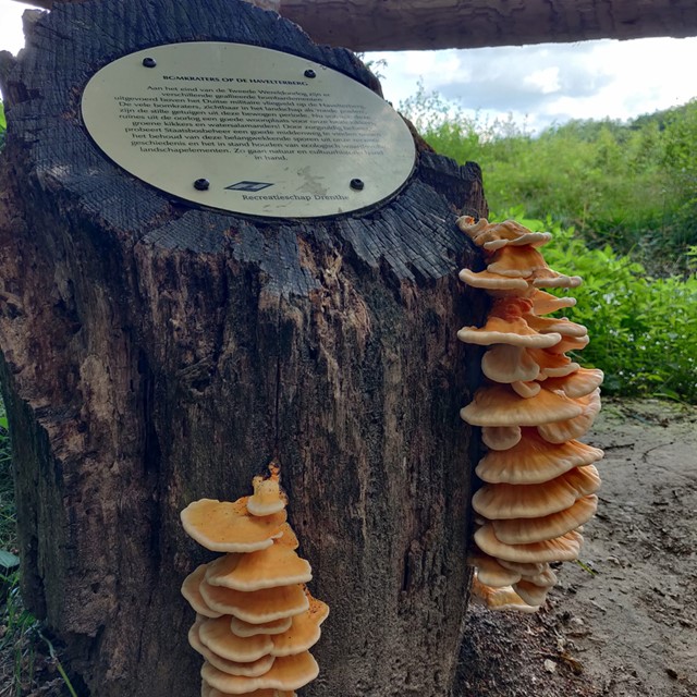 afbeelding van zwammen in Drenthe.