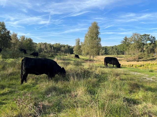 Gallowayrunderen op Boswachterij Dorst