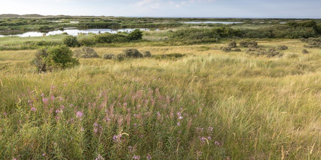 Wandelroutes Langs Nederlandse Kust 10 Tips Wandelroute Ameland Foto Anja Brouwer 3