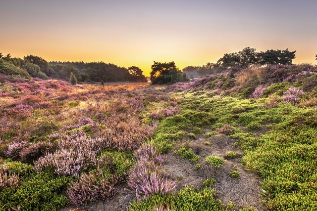 Wandelroute Dwingelderveld Familiepad Noordenveld