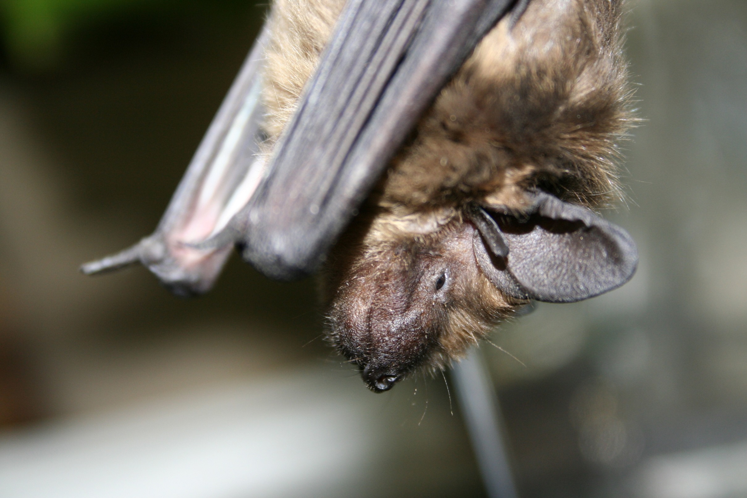 Header Handeleiding Vleermuizen Sportten