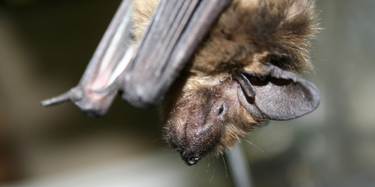 Header Handeleiding Vleermuizen Sportten