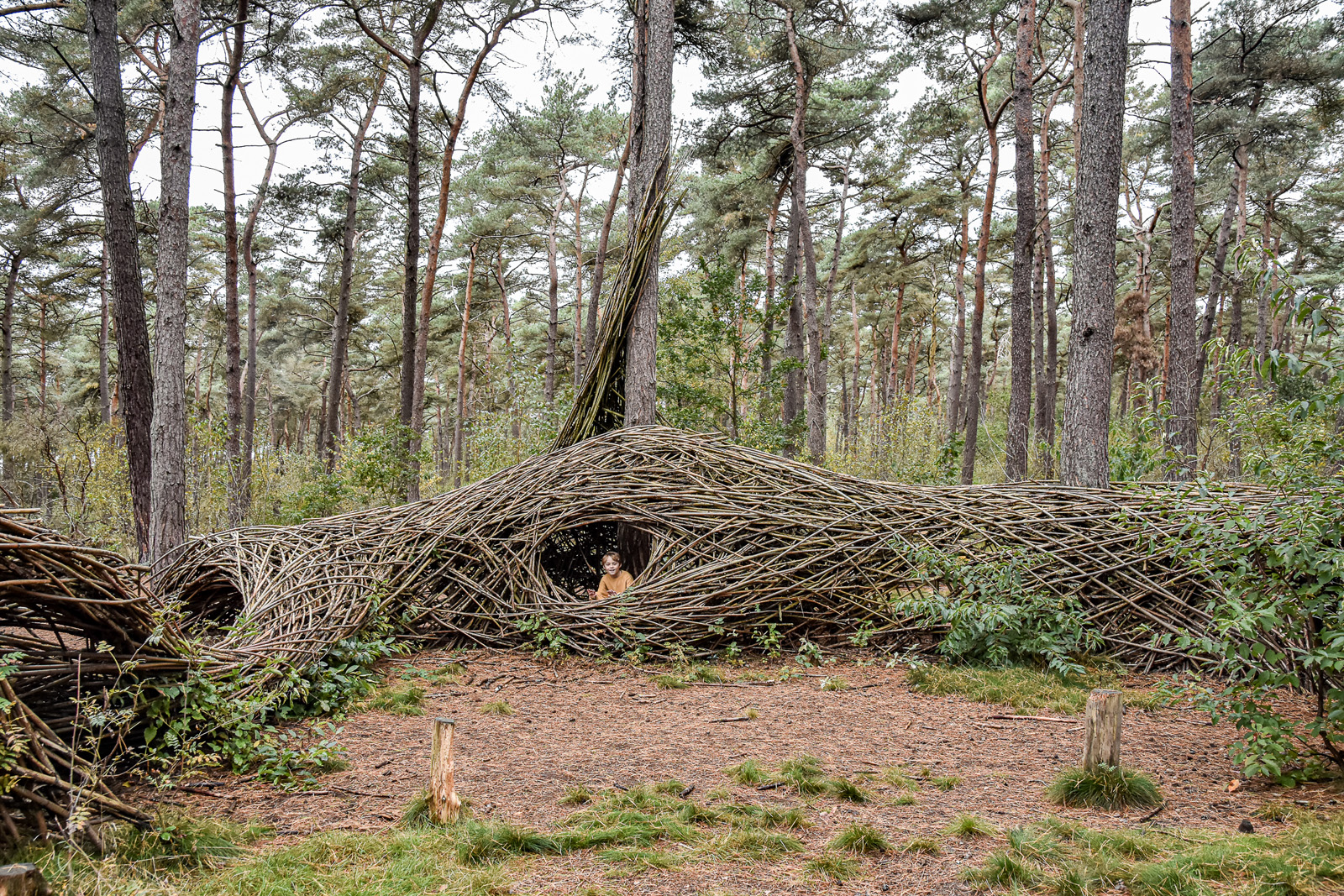 Bosland het grootste avonturenbos van Vlaanderen: vlinderwandeling in het Kattenbos.