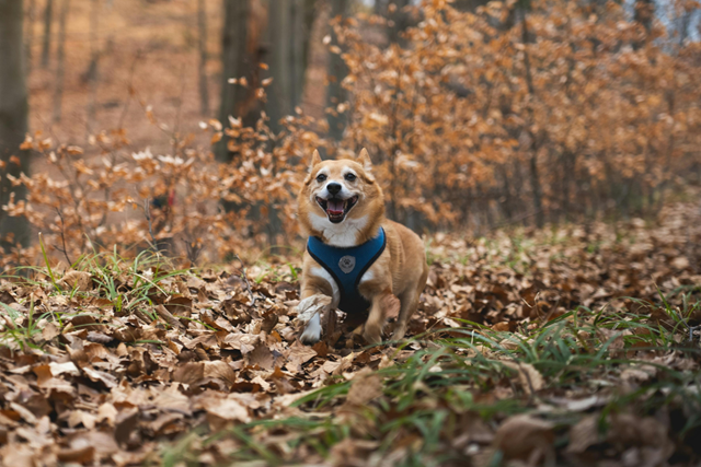 De Mooiste Losloopgebieden Voor Je Hond En Voor Jou Buitenplaats Beeckestijn