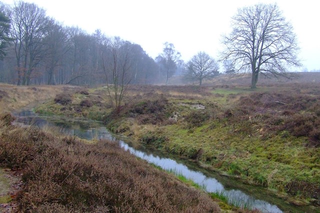 Wolfhezer heide, waaraan de ecoduct ligt.
