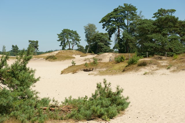 Afbeelding duinlandschap