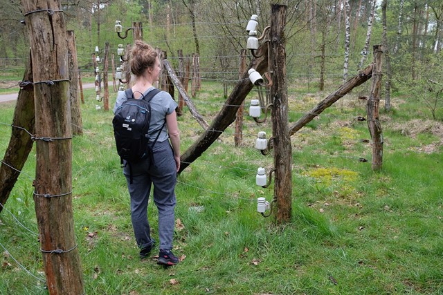 vrouw langs de Dodendraad, een grensversperring uit WOI op de grens tussen Nederland en België