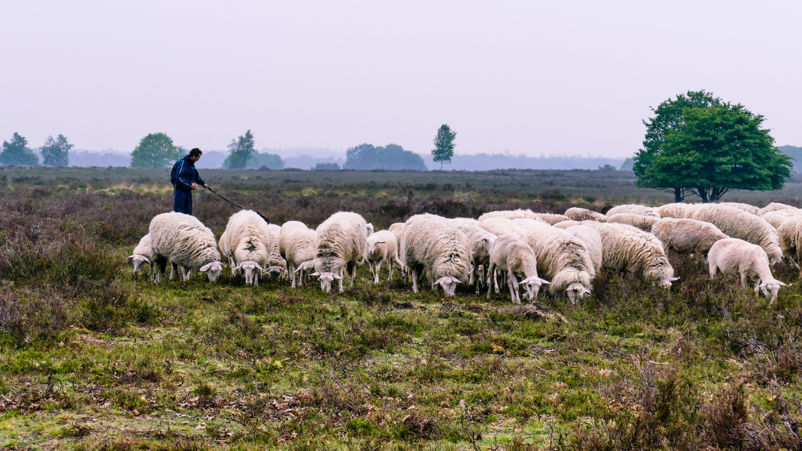 Wandelroute Veluwe Planken Wambuis