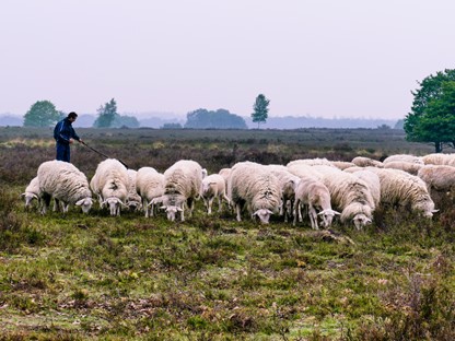 Wandelroute Veluwe Planken Wambuis