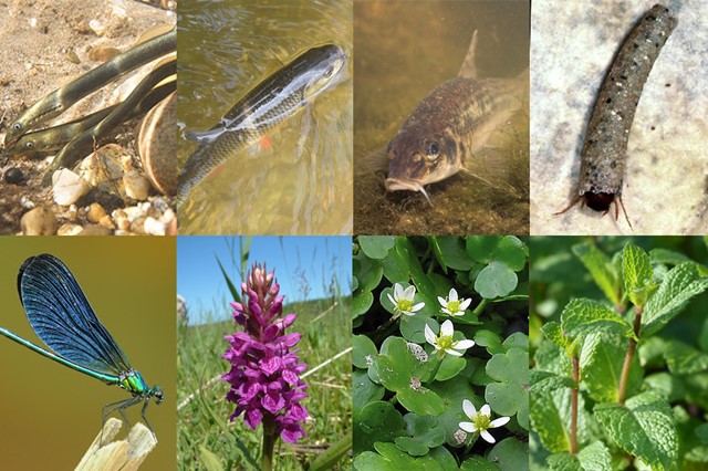 Natuur rondom beken