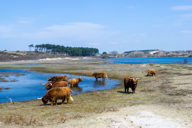 Dit Zijn De Mooiste Duinwandelingen Van Nederland Tip 5 Nationaal Park Zuid Kennemerland