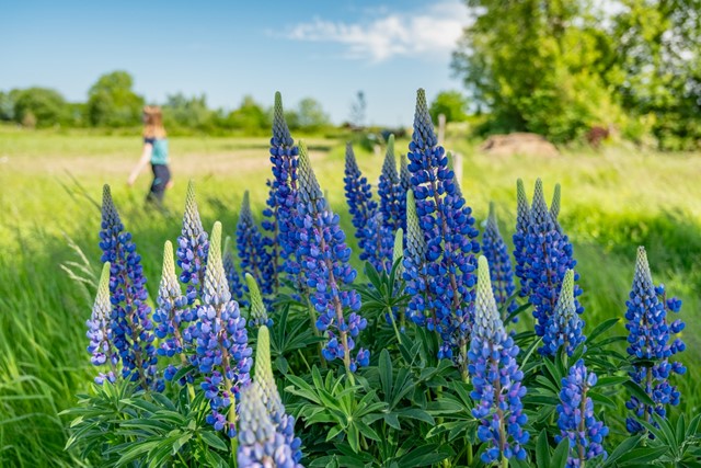 wilde blauw-paarse bloemen met Agnes op de achtergrond.