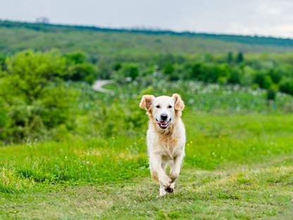 De Mooiste Losloopgebieden Voor Je Hond En Voor Jou