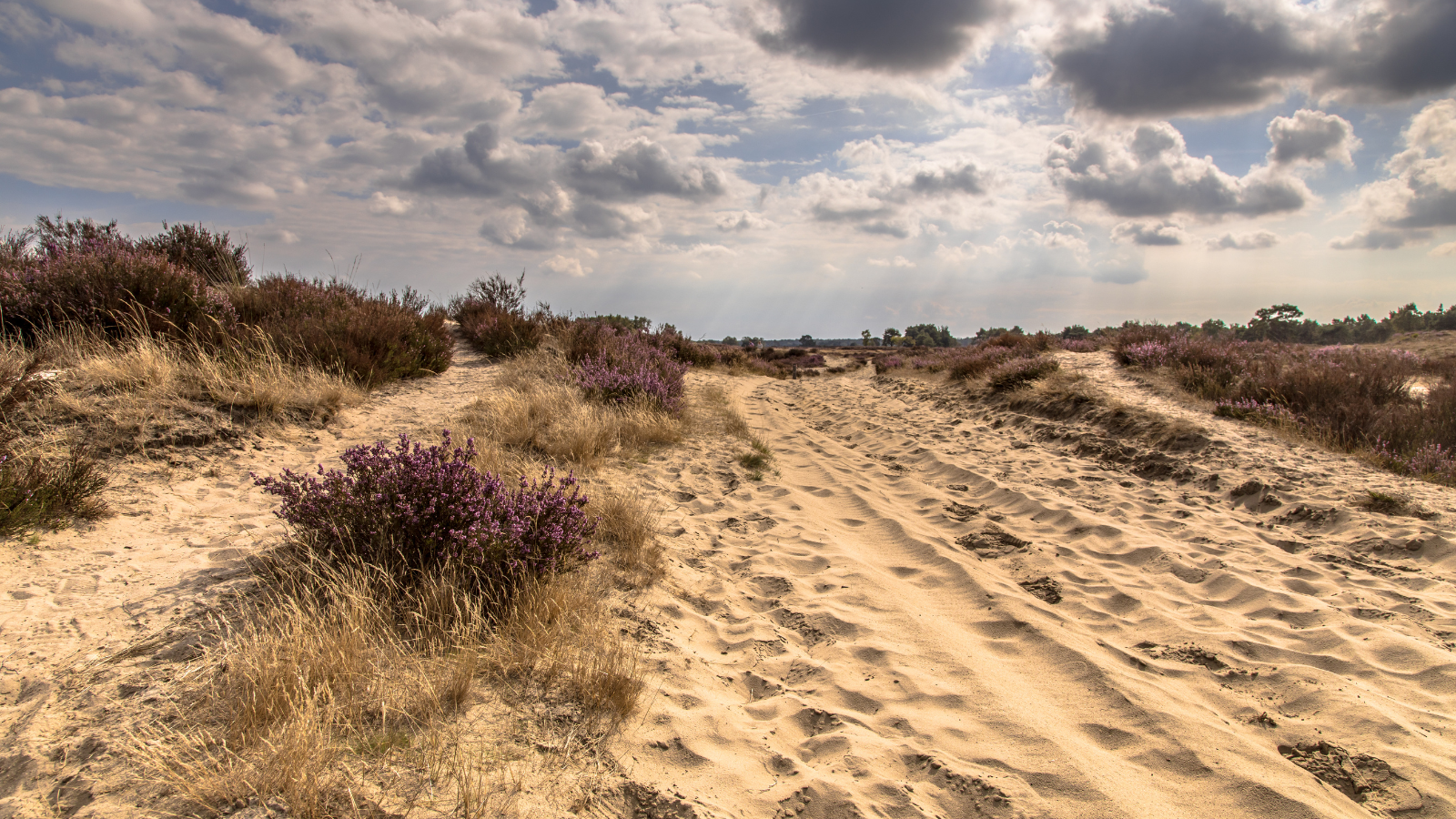 Wandelroute Kalmthoutse Heide Wandelpad Duin