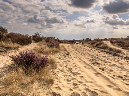 Wandelroute Kalmthoutse Heide Wandelpad Duin