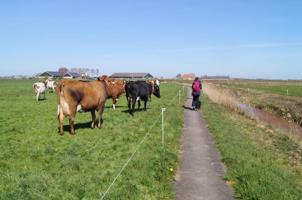 Van Workum Naar Bolsward fietsen met nieuwsgierige Koeien