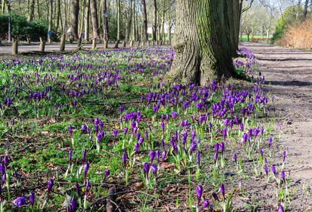 afbeelding van heel veel krokusjes bij een boom en wandelpad.