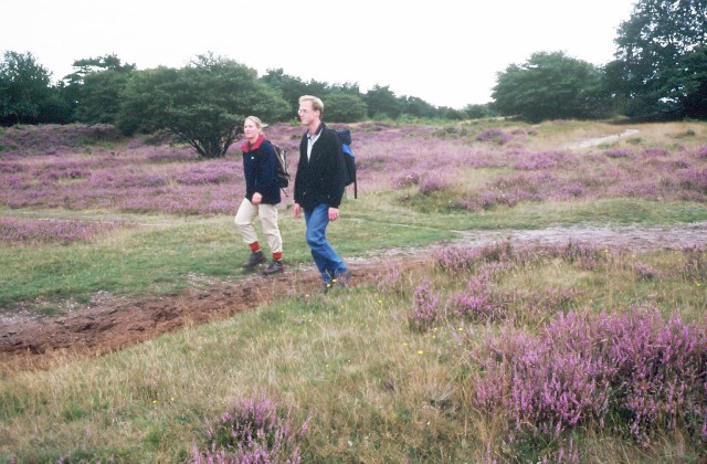 Heide bij landgoed Groeneveld