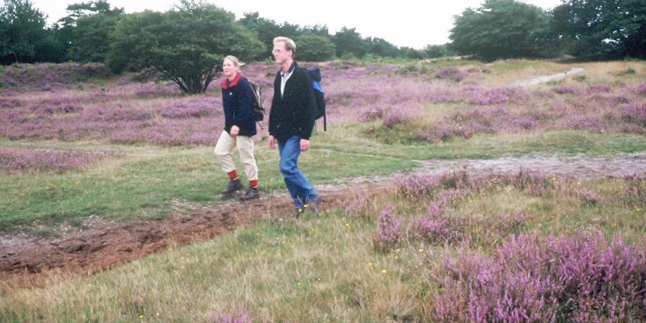 Heide bij landgoed Groeneveld