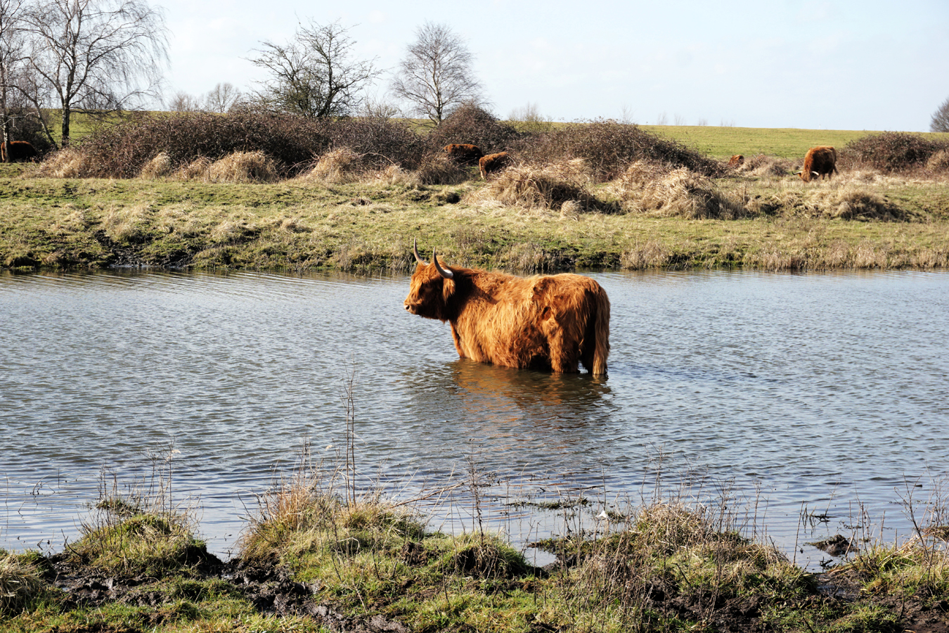 afbeelding van een grazer in het water in de Dintelse Gorzen.
