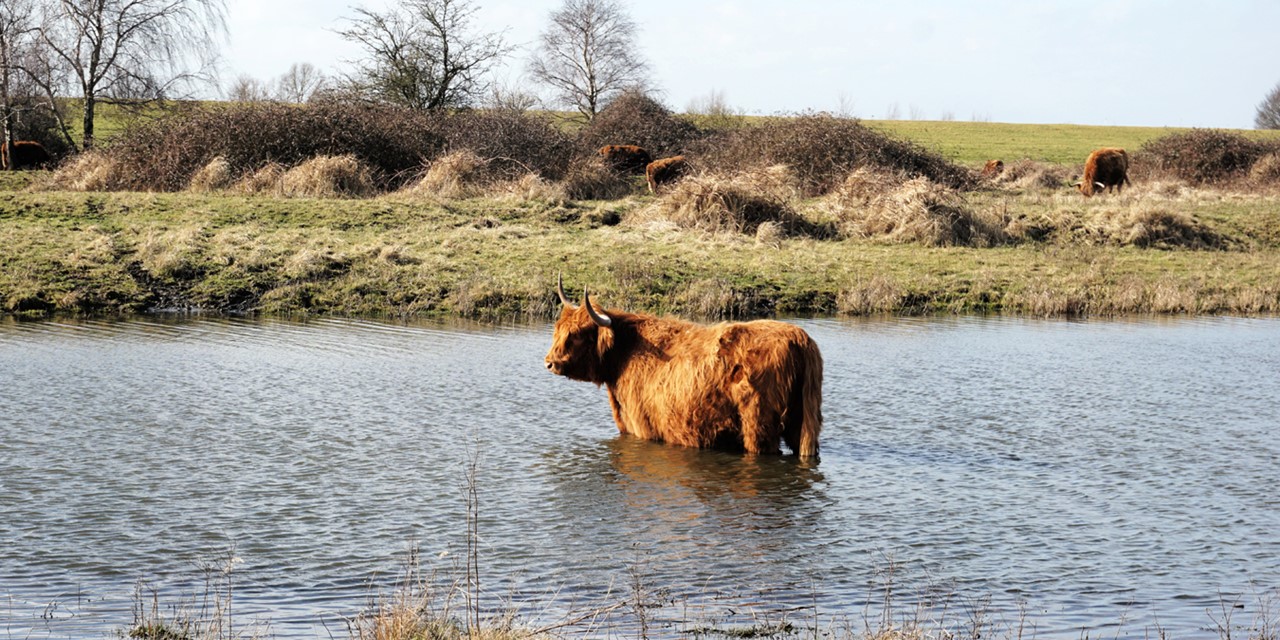 afbeelding van een grazer in het water in de Dintelse Gorzen.