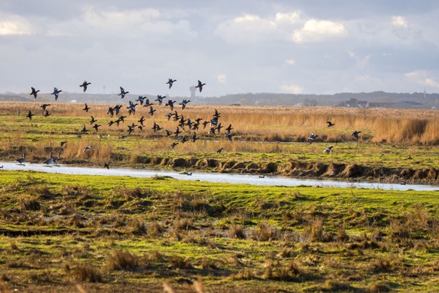 De 5 mooiste wandelroutes langs de Belgische kust - Wandeltip #4 Oostendse Krekenwandelroute (14,9 km)